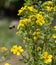 Bombus vagans or half black bumble bee at a bright yellow flower shrub