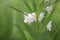 Bombweed, Chamaenerion angustifolium `Album`, close-up flowers