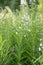 Bombweed, Chamaenerion angustifolium `Album`, flowering plants white flowers