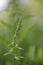 Bombweed, Chamaenerion angustifolium `Album`, flowering spike with buds