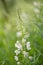 Bombweed, Chamaenerion angustifolium `Album`, flowering spike white flowers