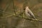 Bombycilla garrulus, Bohemian waxwing standing on a branch