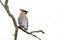 Bombycilla garrulus, Bohemian waxwing standing on a branch