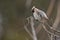 Bombycilla garrulus, Bohemian waxwing standing on a branch