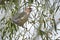 Bombycilla garrulus, Bohemian waxwing standing on a branch