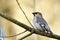 Bombycilla garrulus, Bombycilla garrulus, Bohemian waxwing standing on a branch