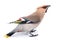 Bombycilla garrulus, Waxwing.