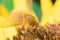 A Bombyliidae Beefly on a Sunflower