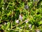 bombylius major feeding from a flower 2