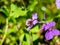 bombylius major feeding from a flower 5