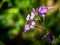 bombylius major feeding from a flower 6