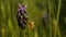 bombylius major on a flower, hairy beetle near a flower