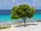 Bonaire Coastline tree