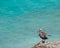 Bonaire - Pelican