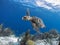 Bonaire Sea Turtles