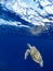 Bonaire Sea Turtles