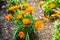 Bonanza Deep Orange flowers in a summer at a botanical garden.