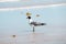 Bonaparte Gull Near Shore