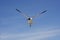 Bonaparte gull with wings spread