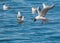 Bonaparte\'s Gull