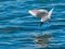 Bonaparte\'s Gull