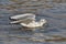 Bonaparte`s Gull catching a fish in autumn - Ontario, Canada