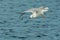 Bonaparte's Gull - Chroicocephalus philadelphia