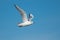 Bonaparte's Gull - Chroicocephalus philadelphia