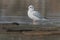 Bonaparte's Gull - Chroicocephalus philadelphia