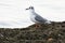 Bonaparte's Gull - Chroicocephalus philadelphia