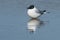 Bonaparte's Gull - Chroicocephalus philadelphia