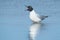 Bonaparte's Gull - Chroicocephalus philadelphia