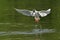 Bonaparte`s gull diving for food