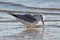 Bonaparte`s gull feeding on the beach