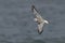 Bonaparte\\\'s Gull in flight over a Lake Huron beach in autumn