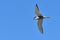 Bonaparte`s gull with fresh fish