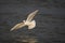 Bonaparte\'s Gull (Larus philadelphia)