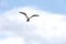 Bonaparte\'s Gull making eye contact