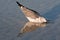 Bonaparte\'s gull in winter plumage