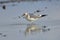 Bonapartes Gull Larus philadelphia on a beach