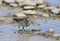 Bonapartes Strandloper, White-rumped Sandpiper, Calidris fuscicollis