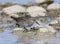 Bonapartes Strandloper, White-rumped Sandpiper, Calidris fuscicollis