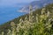 Bonassola, near Cinque Terre, Liguria. Bush of Erica Arborea with the background of the sea of the Five Lands