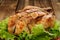 Bondage shibari roasted chicken with salad leaves on red plate o