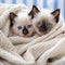 Bonded Cuddles: Siamese Kittens Wrapped in Warmth