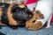 bonded pair of Guinea pigs standing next to each other