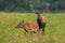 Bonding couple of red deer in rutting season on a green meadow.