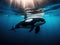 Bonding Orca Mother and Calf