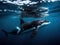 Bonding Orca Mother and Calf