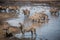 Bonding Zebra in the Kruger National Park, South Africa.